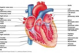 Organ 4 Fetal Pig Dissection Lab Simulator Heart Heart Anatomy Human Anatomy And Physiology Heart Diagram