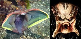 Bilderesultat for scary fish