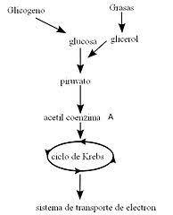 file cellular respiration flowchart es jpg wikimedia commons