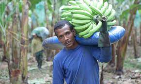 For more information, visit bananas are a big deal in ecuador. Fairtrade Stresses The Importance Of Decent Work At International Banana Convention