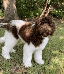 Your new furry friend will have had current shots, deworming, and a veterinary exam. Affordable Adult Goldendoodle Labradoodles For Adoption Sale