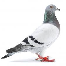 Blue Bar Homing Pigeon On White Homing Pigeons Pet Pigeon Pigeon