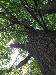 Visit Ludington Oak Wilt Disease In West Michigan