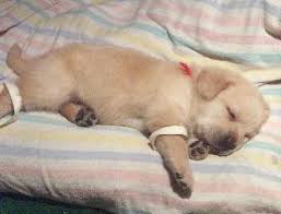 Swimmer Puppies Life Saving Solution Thedogplace Org