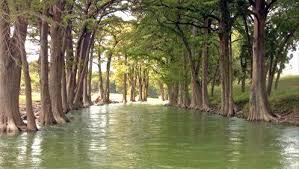 Apparently, a local dive shop owner told him, the fish were congregating around an underwater you get down there, and there are these cypress trees, and there are logs lying on the bottom, and you. Video Of A South Texas River Lined With Cypress Trees Flowing Water Under Canopy Of Limbs And Branches Horse And Pasture In Distan Cypress Trees Scenery Tree