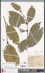 Image result for Cassipourea congoensis