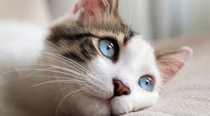 If you get sick, the way you smell and your warmth differ significantly. How To Tell If Your Cat Is Sick Stats These Numbers Are Real