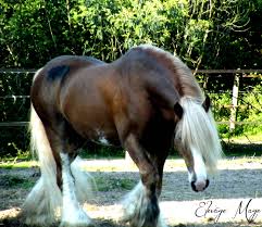 Epingle Par Lea Erual Sur Chevaux Noirs Ou Chocolat Et Criniere Blanche Chevaux Noirs Cheval