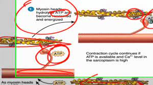 Sliding Filament Theory Of Muscle Contraction Video Human Body Systems Anatomy And Physiology Body Systems