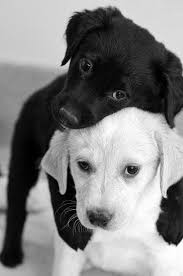 5 Things You Should Know Before Buying A Puppy The Pet S Planet Cute Animals Animals Cute Animal Pictures