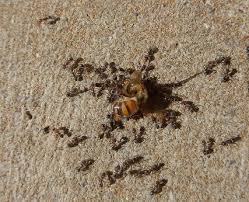 get quote call now get directions. Pest Control Santa Rosa Santa Rosa Exterminators