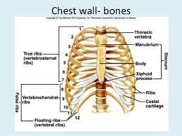 The pec major attaches on the humerus. Chest Bone Anatomy Anatomy Drawing Diagram