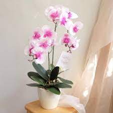 Jual benih bibit anggrek online kami jual aneka jenis bibit tanaman bunga anggrek, ada anggrek bulan / phalaenopsis, anggrek dendrobium, anggrek vanda, anggrek putih, anggrek kuning, anggrek tanah, anggrek botol, dll harga murah. Jual Bunga Anggrek Bulan Ke Bumi Baru Bandung Toko Bunga Bandung Jual Bunga Bandung Toko Bunga Papan Bandung Jual Bunga Papan Bunga Papan Murah Bandung