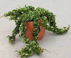 Hindu Rope Plant Hindu Rope Plant Hoya Plants Hanging Plants