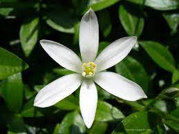 Jasminium samba flowers are used to make this particular beverage, which has a base of white, green tea other areas where this flower can be found include the western and southern states of india, including karnataka, maharashtra, andhra pradesh, kerala. Jasmine White Jasmine Flower Jasmine Flower Jasmine Plant