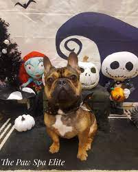 French Bulldog Dog Grooming Paw Dog Groomers