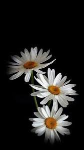 Pin By Ilda46 On Wallpapers Flowers Photography Flower Pictures Flower Phone Wallpaper