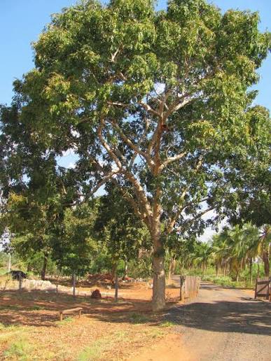 Turismo Rural MT: O cumbaru ou Baru, atualmente &eacute; uma dos principais renda complementar para os moradores da Bacia do Alto Paraguai (Pantanal) &ndash; BAP em Mato Grosso
