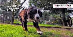 Hotel canino pinar del rey. El Hotel Hotel Canino Pinar Del Reyhotel Canino Pinar Del Rey