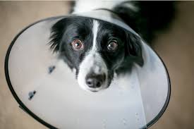 Do not try and put it on your dog in any way. 4 Dog Cone Alternatives That Actually Work Great Pet Care