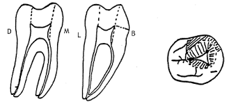 Accessanatomy