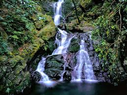 Yakushima Island – Visit The Forest That Inspired Princess Mononoke