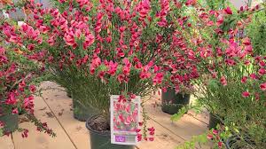 Natural background with yellow flowers. Cytisus Burkwoodii Hybrid Broom Bright Cheery Easy To Grow Spring Bloomer Youtube