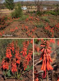 Image result for Erythrina zeyheri