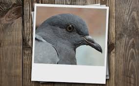 What to do with an injured pigeon in my garden. Banishing Pigeons From The Balcony Gardena