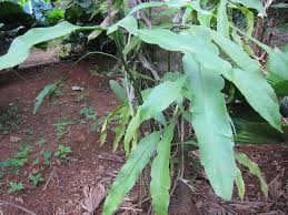 Dutchman's pipe vines don't have any major pest or disease issues. Epiphyllum Oxypetalum Dutchman S Pipe Cactus Lady Of The Night Night Blooming Cereus Queen Of The Night North Carolina Extension Gardener Plant Toolbox