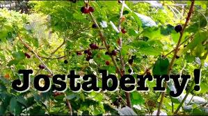 Image result for jostaberry