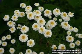 Tanacetum Parthenium Double Feverfew