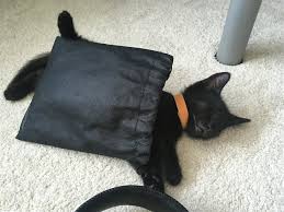 This attorney attended university of baltimore and handles cases in family. Baltimore Couple Gives Fur Ever Home To Lucky The Black Cat Following Adoption Woes
