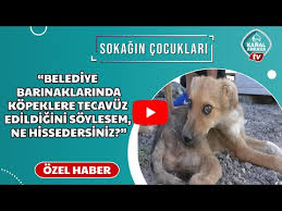 Belediye Barinaklarinda Kopeklere Tecavuz Edildigini Soylesem Ne Dersiniz Ajanimo