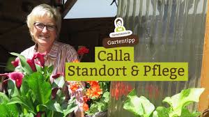 Die überwinterung der calla zantedeschia. 14 Bluten Calla Im Garten Standort Und Pflege Youtube
