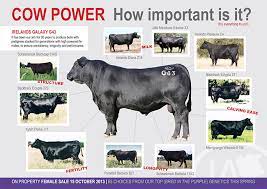 Cow Families Irelands Angus