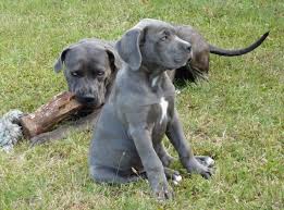 The cane corso is an energetic and confident dog with a protective disposition. Cane Corso Dog Breed Info Pictures Temperament Facts Doggie Designer