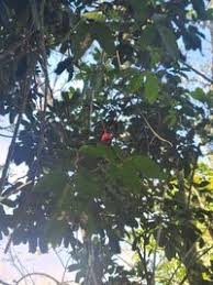 Image result for Paullinia pinnata