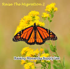 Are You Ready To Raise Monarch Butterflies For The Monarch Migration Monarch Butterfly Raising Monarch Butterflies Monarch Caterpillar