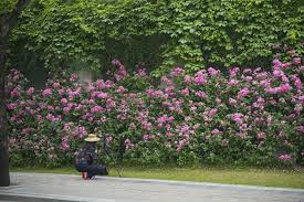 月季花开邀您欣赏西安曲江的动人画卷- 西部网（陕西新闻网）