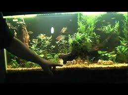 Youtube Planted Aquarium Aquascape Fish Tank