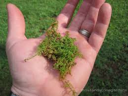 Moss may grow only on a north side of a tree if that's the shadiest location as the sun tracks the sky. 58 Moss Gardening Ideas Moss Garden Moss Growing Moss
