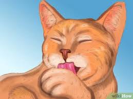 It's sneezing season and you're not the only one who might be affected by the increase of environmental just like people, cats can develop allergies to things like pollen, grass and dust. How To Diagnose Seasonal Allergies In Cats With Pictures
