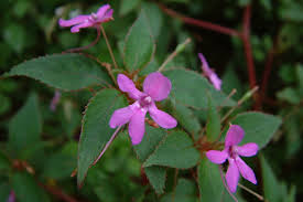 Image result for Impatiens zombensis