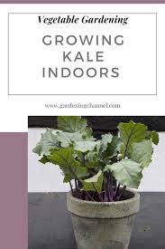How to grow kale from seed. Can I Grow Kale Indoors Gardening Channel