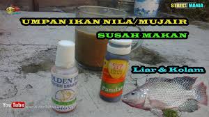 Umpan Ikan Nila Mujair Susah Makan Liar Dan Kolam Paling Jitu Youtube