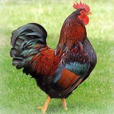 Country Live Chicken At Rs 280 Kilogram Country Chicken Id 19917986948
