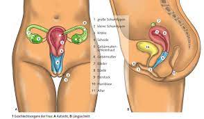 Geschlechtsorgane der Frau Diagram | Quizlet