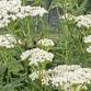 Herb Talk “Yarrow”