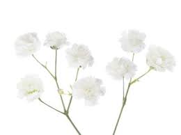 Are baby breath flowers poisonous to humans. Tips Information About Baby S Breath Gardening Know How